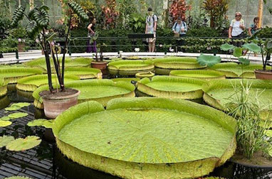 キューガーデン 世界遺産 植物園 ロンドン